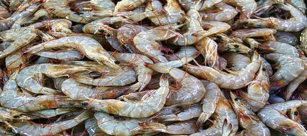 PRAWNS